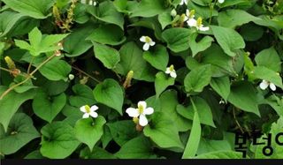 야생백년머위어성초님의 작성글 사진