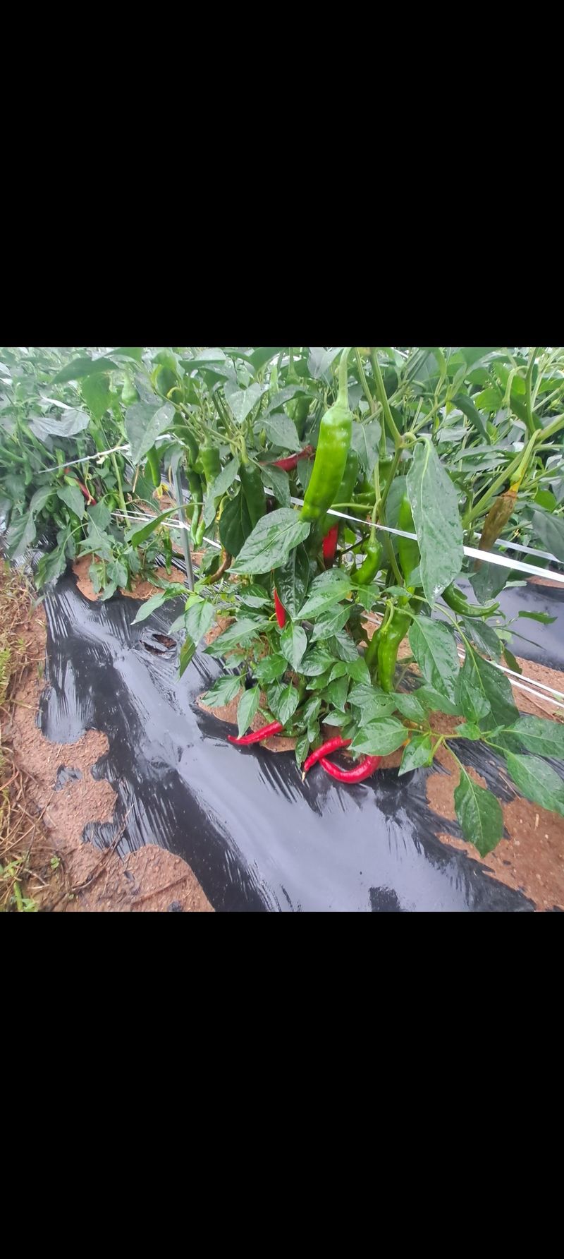 김형진님의 장터 판매 상품 [고춧가루 1근(600g)] 첨부 사진