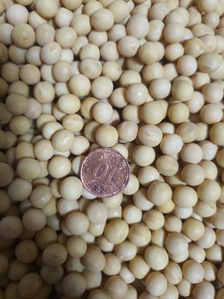 콩사랑님의 작성글 사진