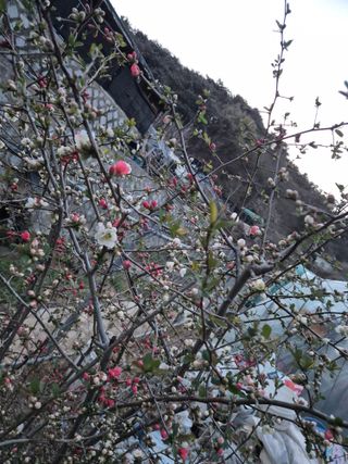 봉림동 태진농장님의 자유주제 · 자유게시판 작성글 사진