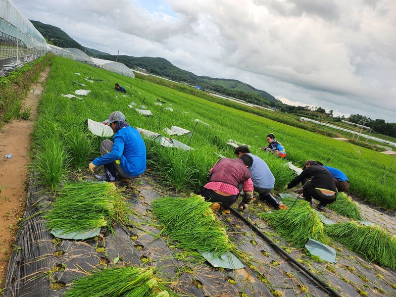 조일현님의 장터 판매 상품 [부추4kg] 첨부 사진