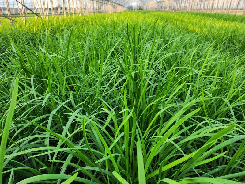 조일현님의 장터 판매 상품 [부추4kg] 첨부 사진