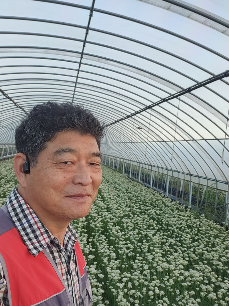 조일현님의 장터 판매 상품 [부추4kg] 첨부 사진