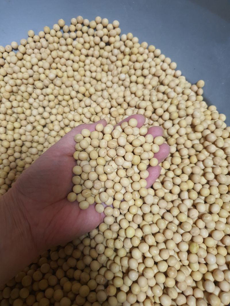 콩사랑님의 장터 판매 상품 [백태(대원)20kg종자가능(판매완료)] 첨부 사진