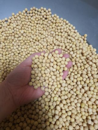 콩사랑님의 작성글 사진