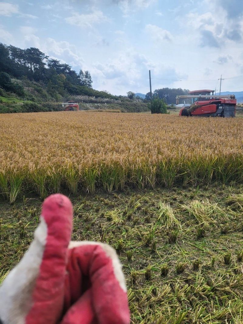 장터 상품 [일반미 20kg] 썸네일