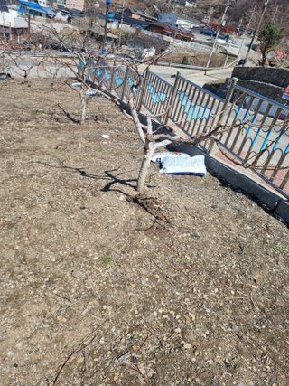 김용대님의 자유주제 · 자유게시판 작성글 사진