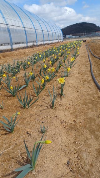 팜모닝회원 김순달 님의 자유주제 · 자유게시판 작성글 사진