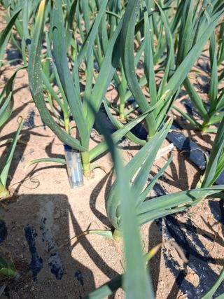 초보굴백이님의 마늘 · 일상 작성글 사진