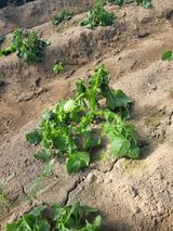 팜모닝 자유주제·자유게시판 게시글 이미지