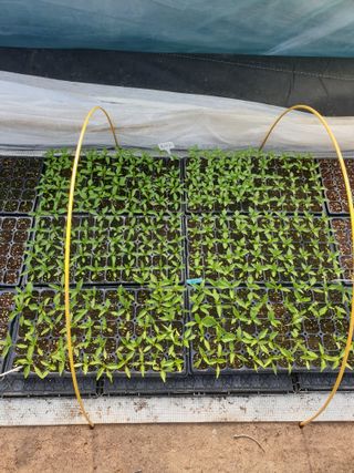 고추29286님의 2025 풍년들게 하소서! · 참여글 작성글 사진