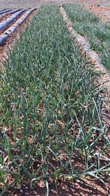 bpjh9173님의 2025 풍년들게 하소서!·참여글 작성글 사진