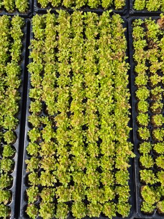 병풍취산채농원님의 자유주제 · 자유게시판 작성글 사진