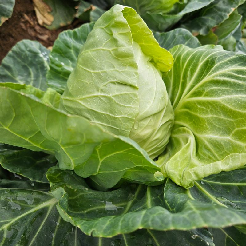 제주대정 방점순님의 장터 판매 상품 [제주 큰 양배추 ] 첨부 사진