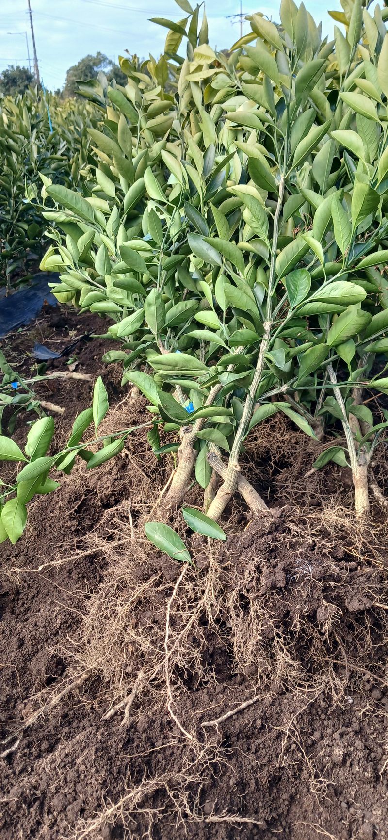 장터 상품 [감귤나무] 썸네일