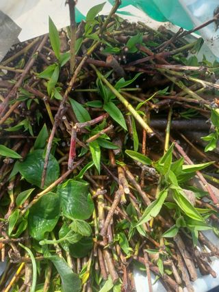 무료지식나눔 팜닥터님의 자유주제 · 자유게시판 작성글 사진