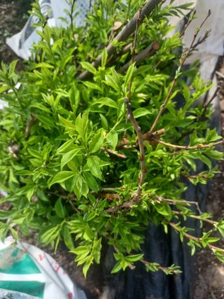 무료지식나눔 팜닥터님의 자유주제 · 자유게시판 작성글 사진