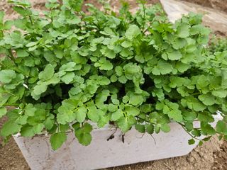 김용석님의 농사, 무엇이든 물어보세요! · 참여글 작성글 사진