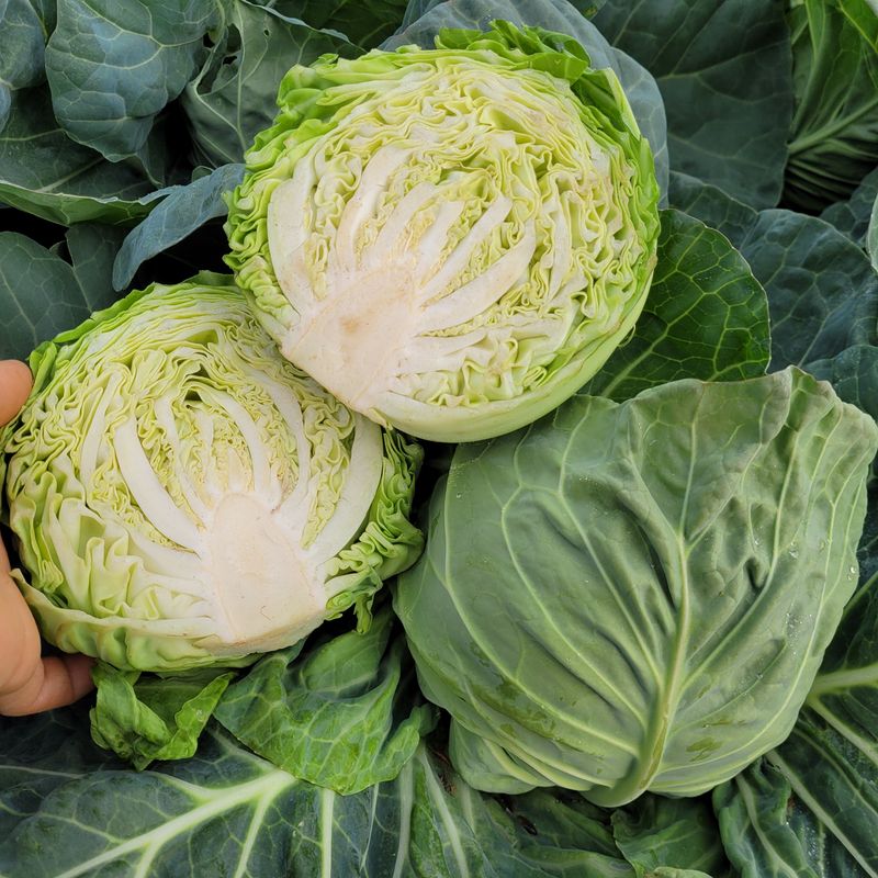 제주대정 방점순님의 장터 판매 상품 [제주 큰 양배추 ] 첨부 사진