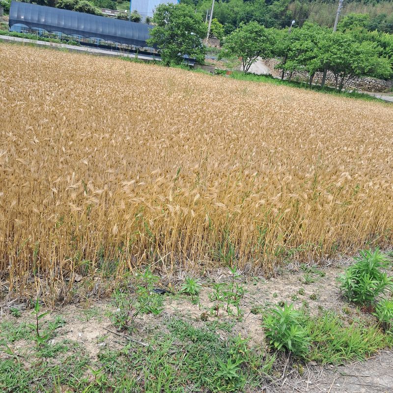 김형진님의 장터 판매 상품 [일반미 20kg] 첨부 사진