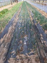 팜모닝 자유주제·자유게시판 게시글 이미지