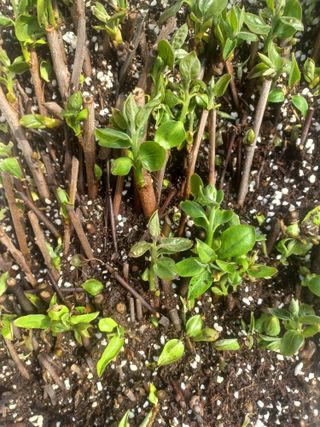 무료지식나눔 팜닥터님의 자유주제 · 자유게시판 작성글 사진