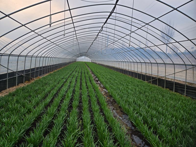 장터 상품 [부추4kg] 썸네일