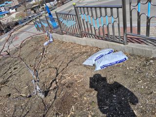 김용대님의 자유주제 · 자유게시판 작성글 사진