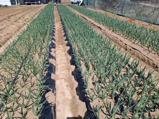 초보굴백이님의 마늘 · 일상 작성글 사진