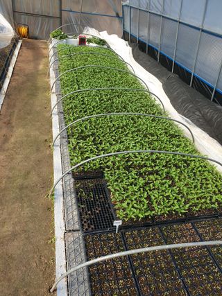 고추29286님의 2025 풍년들게 하소서! · 참여글 작성글 사진