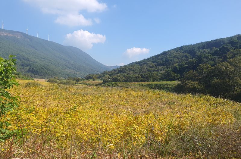 콩사랑님의 장터 판매 상품 [백태(대원)20kg종자가능(판매완료)] 첨부 사진