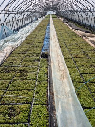 병풍취산채농원님의 자유주제 · 자유게시판 작성글 사진