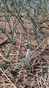 bpjh9173님의 2025 풍년들게 하소서!·참여글 작성글 사진