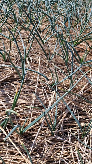 bpjh9173님의 2025 풍년들게 하소서! · 참여글 작성글 사진