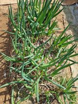 팜모닝 2025 풍년들게 하소서!·참여글 게시글 이미지