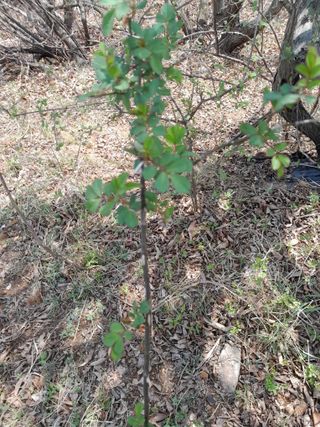 김민수산에서농사중님의 자유주제 · 자유게시판 작성글 사진