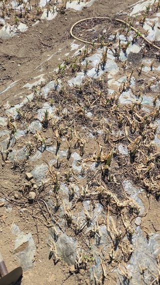 지동골님의 산불 피해 괜찮으신가요? · 참여글 작성글 사진