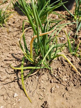 오빠스타님의 파 · 자유게시판 작성글 사진