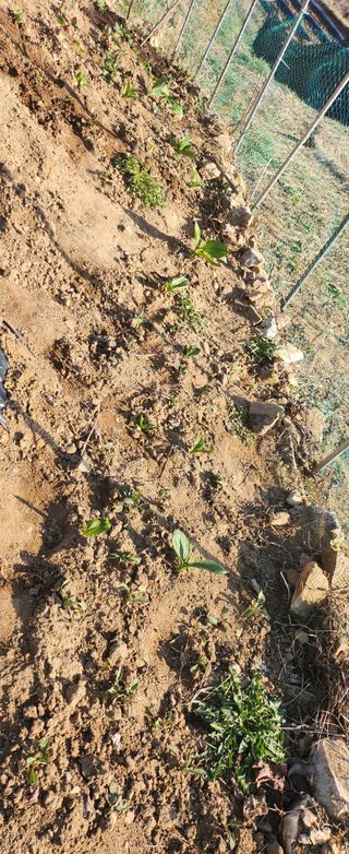 동동이님의 2025 풍년들게 하소서! · 참여글 작성글 사진