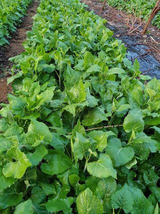 병풍취산채농원님의 자유주제 · 자유게시판 작성글 사진