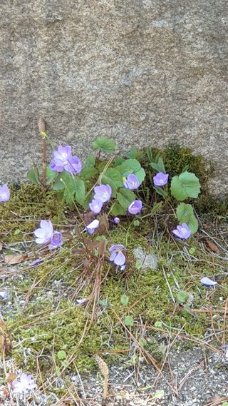 마늘양파참님의 2025 풍년들게 하소서! · 참여글 작성글 사진
