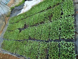 진여화 농원님의 자유주제 · 자유게시판 작성글 사진