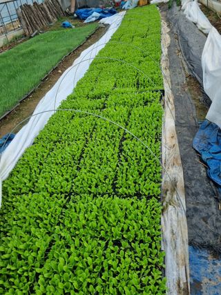 진여화 농원님의 자유주제 · 자유게시판 작성글 사진