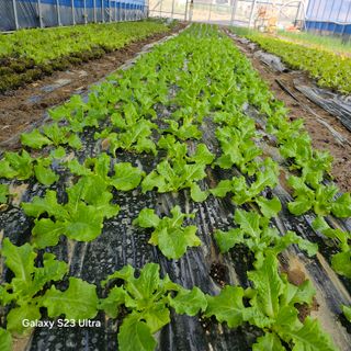 박용열조물주님 님의 자유주제 · 자유게시판 작성글 사진