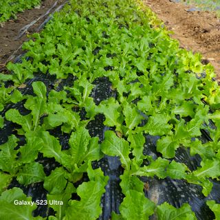 박용열조물주님 님의 자유주제 · 자유게시판 작성글 사진