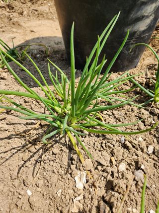 오빠스타님의 파 · 자유게시판 작성글 사진