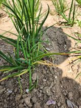 팜모닝 파·자유게시판 게시글 이미지