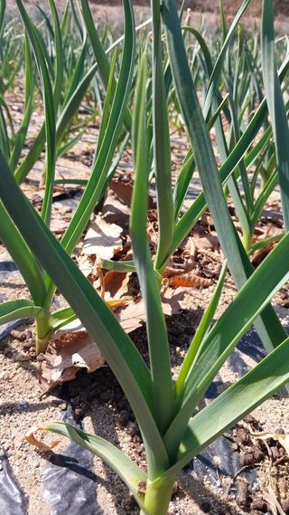 알 수 없음님의 자유주제 · 자유게시판 작성글 사진