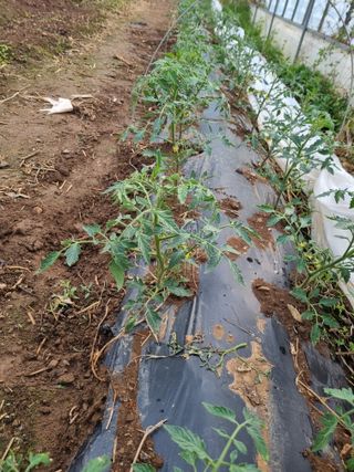 진여화 농원님의 자유주제 · 자유게시판 작성글 사진