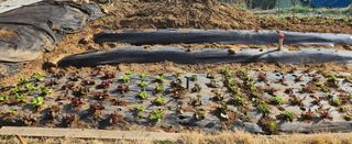 동동이님의 2025 풍년들게 하소서! · 참여글 작성글 사진